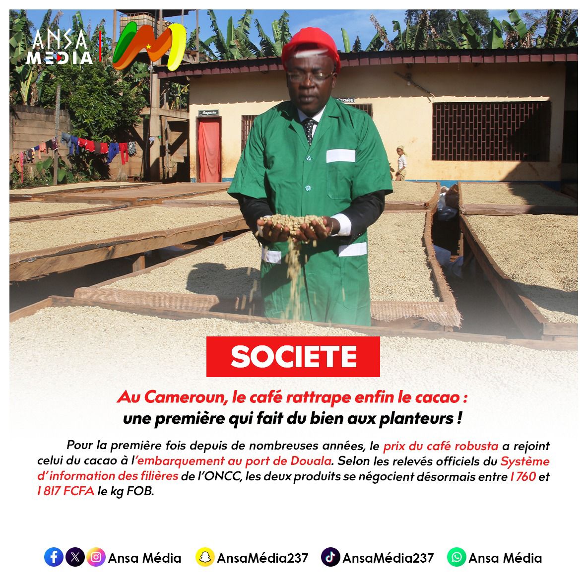 Au Cameroun, le café rattrape enfin le cacao