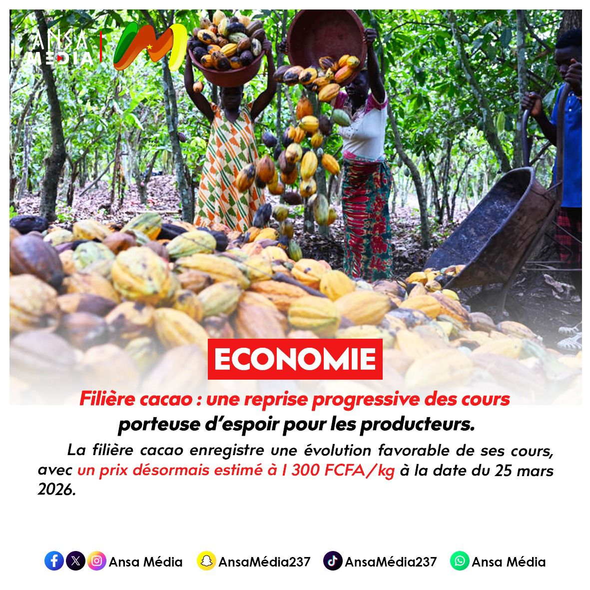 une reprise progressive des cours porteuse d’espoir pour les producteurs.
