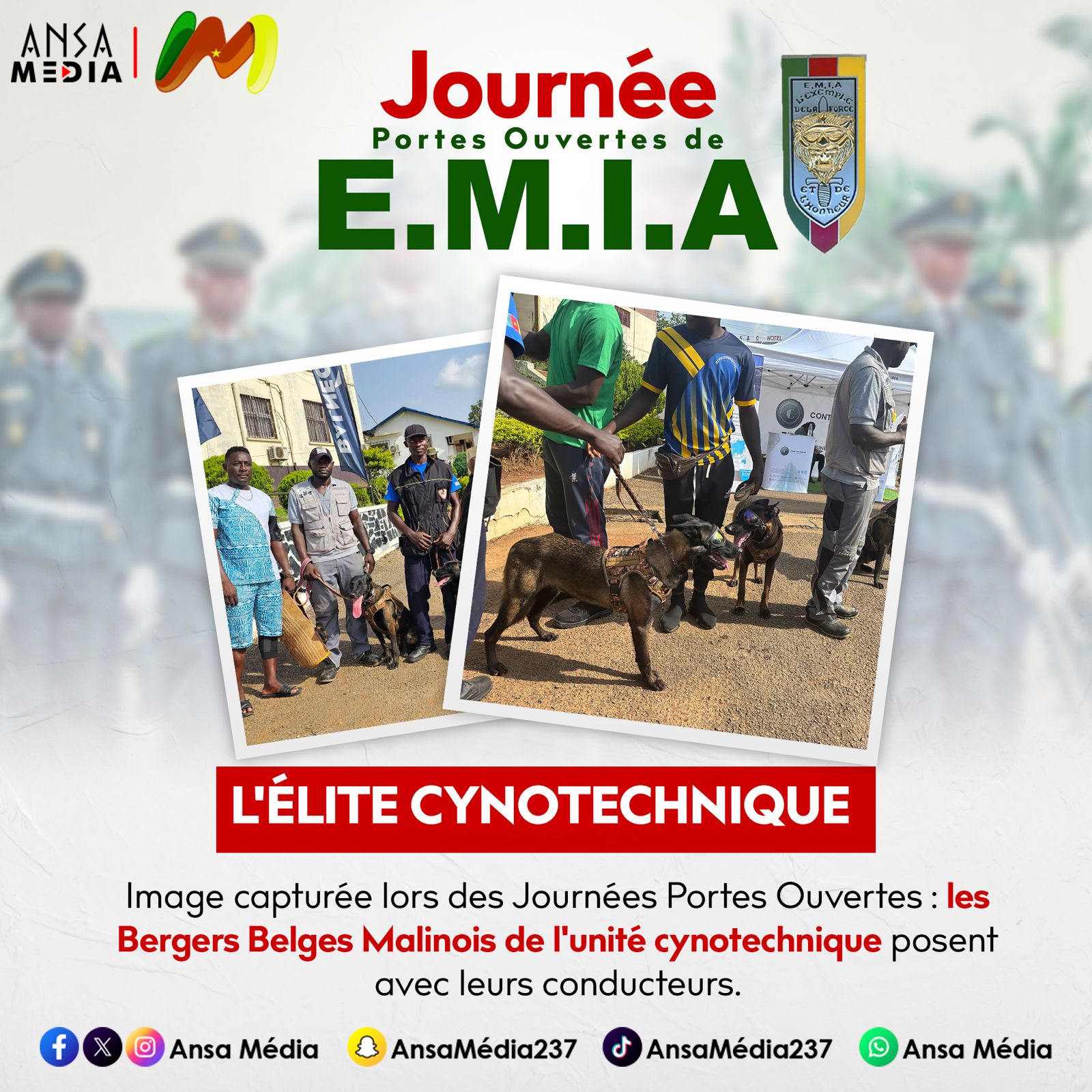 Focus sur l'élite cynotechnique et ses Bergers Belges Malinois.